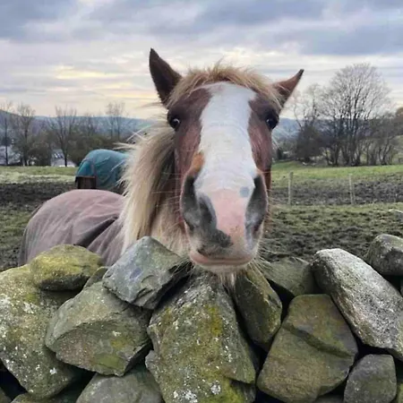 Bumble In * Sedbergh