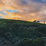 Bumble In Sedbergh